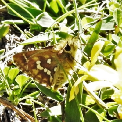 Atkinsia dominula (Two-brand grass-skipper) at Namadgi National Park - 20 Mar 2020 by JohnBundock