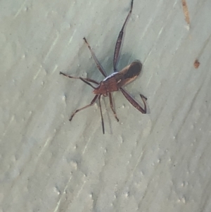 Melanacanthus scutellaris at Aranda, ACT - 20 Mar 2020