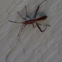 Melanacanthus scutellaris at Aranda, ACT - 20 Mar 2020