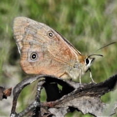 Heteronympha penelope (Shouldered Brown) at Namadgi National Park - 20 Mar 2020 by JohnBundock