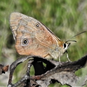 Heteronympha penelope at Mount Clear, ACT - 20 Mar 2020 02:46 PM