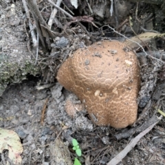 Agaricus augustus (Agaricus augustus) at Quaama, NSW - 16 Mar 2020 by FionaG