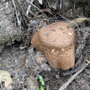 Agaricus augustus at Quaama, NSW - 16 Mar 2020 09:53 AM