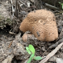 Agaricus augustus at Quaama, NSW - 16 Mar 2020 09:53 AM