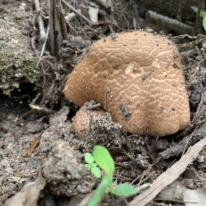 Agaricus augustus at Quaama, NSW - 16 Mar 2020 09:53 AM