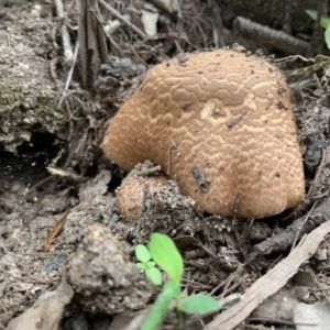 Agaricus augustus at Quaama, NSW - 16 Mar 2020 09:53 AM