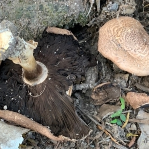 Agaricus augustus at Quaama, NSW - 16 Mar 2020 09:53 AM