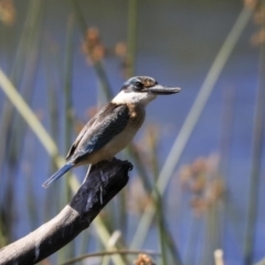 Todiramphus sanctus (Sacred Kingfisher) at Dickson Wetland Corridor - 19 Mar 2020 by AlisonMilton