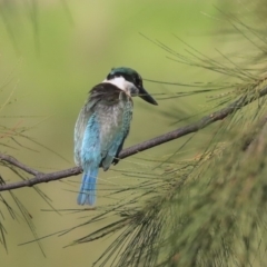 Todiramphus sanctus at Dickson, ACT - 20 Mar 2020