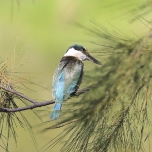 Todiramphus sanctus at Dickson, ACT - 20 Mar 2020