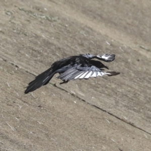 Corcorax melanorhamphos at Dickson, ACT - 20 Mar 2020 10:44 AM