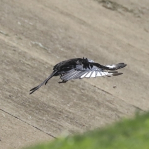 Corcorax melanorhamphos at Dickson, ACT - 20 Mar 2020 10:44 AM