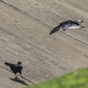 Corcorax melanorhamphos at Dickson, ACT - 20 Mar 2020