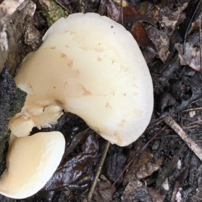 Unidentified Cup or disk - with no 'eggs' at Quaama, NSW - 4 Mar 2020 by FionaG