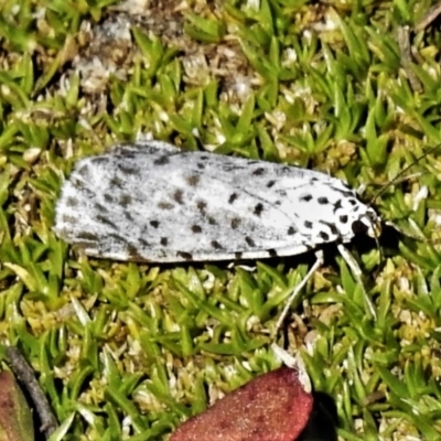 Utetheisa (genus) (A tiger moth) at Namadgi National Park - 20 Mar 2020 by JohnBundock