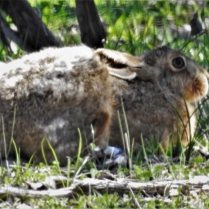 Lepus capensis at Forde, ACT - 18 Mar 2020