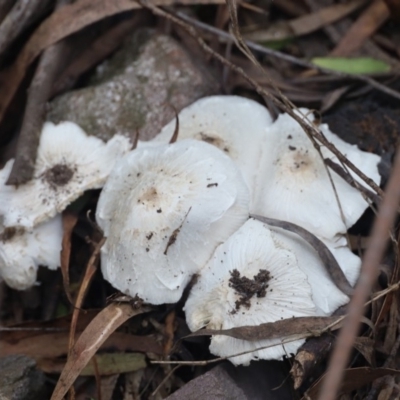 Leucocoprinus sp. (Leucocoprinus sp.) at Quaama, NSW - 22 Feb 2020 by FionaG