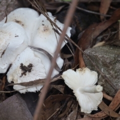 Leucocoprinus sp. at Quaama, NSW - 22 Feb 2020