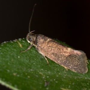 Leistomorpha brontoscopa at Bruce, ACT - 11 Oct 2017