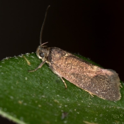 Leistomorpha brontoscopa (A concealer moth) at Bruce Ridge to Gossan Hill - 11 Oct 2017 by Bron