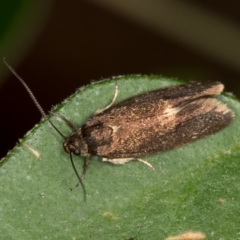 Leistomorpha brontoscopa at Bruce, ACT - 11 Oct 2017