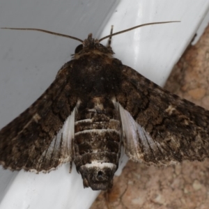 Pataeta carbo at Mollymook Beach, NSW - 19 Mar 2020 10:37 PM