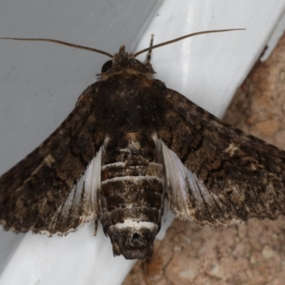 Pataeta carbo (Dark Euteliid) at Mollymook Beach, NSW - 19 Mar 2020 by jbromilow50