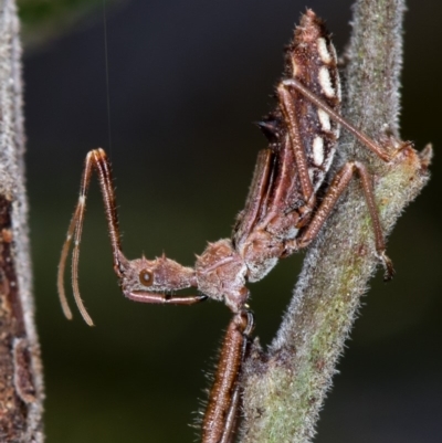 Reduviidae (family) (An assassin bug) at Bruce Ridge - 11 Oct 2017 by Bron