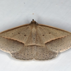 Epidesmia tryxaria at Mollymook Beach, NSW - 19 Mar 2020