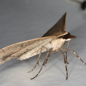 Epidesmia tryxaria at Mollymook Beach, NSW - 19 Mar 2020