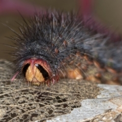 Epicoma contristis (Yellow-spotted Epicoma Moth) at Bruce Ridge - 11 Oct 2017 by Bron