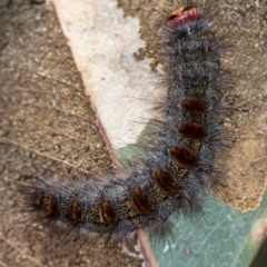 Epicoma contristis at Bruce, ACT - 11 Oct 2017