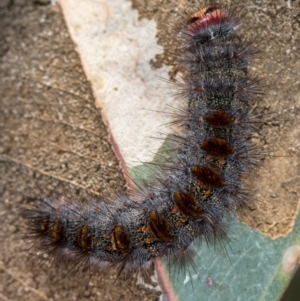 Epicoma contristis at Bruce, ACT - 11 Oct 2017 12:37 PM