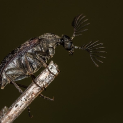 Ptilophorus sp. (genus) (Wedge-shaped beetle) at Bruce Ridge to Gossan Hill - 11 Oct 2017 by Bron