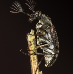 Ptilophorus sp. (genus) at Bruce, ACT - 11 Oct 2017