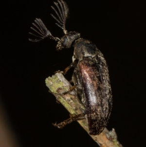 Ptilophorus sp. (genus) at Bruce, ACT - 11 Oct 2017