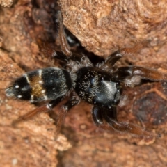 Apricia jovialis (Jovial jumping spider) at Bruce, ACT - 2 Nov 2017 by Bron