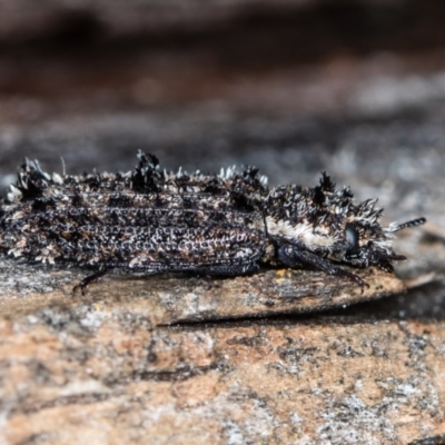 Leperina lacera (Trogossitid beetle) at Bruce Ridge - 2 Nov 2017 by Bron