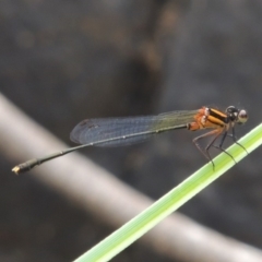 Nososticta solida (Orange Threadtail) at Tuggeranong DC, ACT - 29 Dec 2019 by michaelb