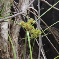 Cyperus eragrostis (Umbrella Sedge) at Tuggeranong DC, ACT - 29 Dec 2019 by MichaelBedingfield