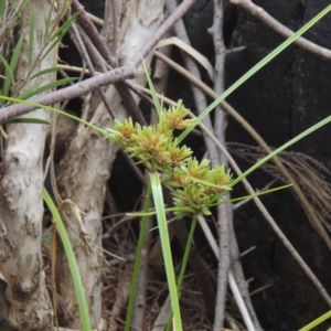 Cyperus eragrostis at Tuggeranong DC, ACT - 29 Dec 2019