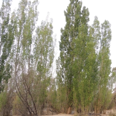 Populus nigra (Lombardy Poplar) at Bullen Range - 29 Dec 2019 by michaelb