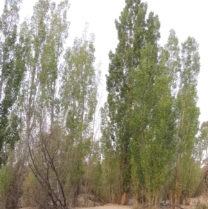 Populus nigra at Paddys River, ACT - 29 Dec 2019