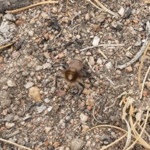 Ephutomorpha sp. (genus) at Illilanga & Baroona - 9 Jan 2020