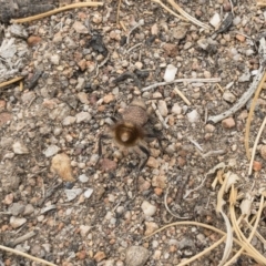 Ephutomorpha sp. (genus) (Mutillid wasp or Velvet ant) at Illilanga & Baroona - 9 Jan 2020 by Illilanga