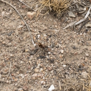 Ephutomorpha sp. (genus) at Illilanga & Baroona - 9 Jan 2020