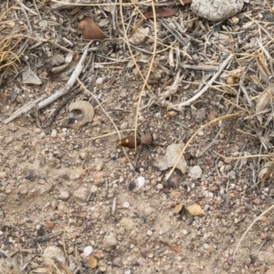 Ephutomorpha sp. (genus) at Illilanga & Baroona - 9 Jan 2020