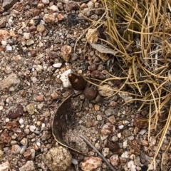 Ephutomorpha sp. (genus) at Illilanga & Baroona - 9 Jan 2020