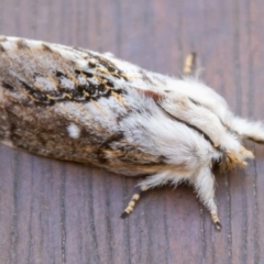 Porela delineata (Lined Porela) at Chapman, ACT - 21 Mar 2020 by SWishart