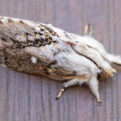 Porela delineata (Lined Porela) at Chapman, ACT - 21 Mar 2020 by SWishart